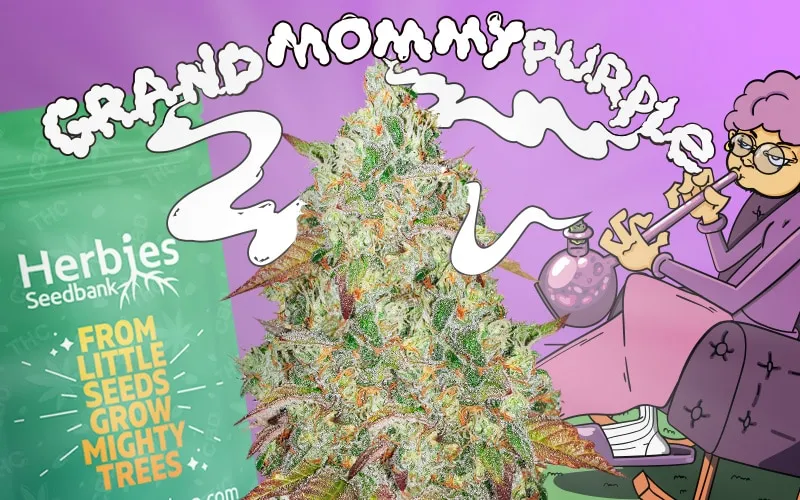 Like something straight out of a fairy tale, good old Grandmommy Purple will take you on a journey through the woods to Grandma's house, with tangy scents of wild berries and sweet fruity candy flavours along the way