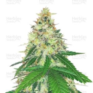 Apple Betty cannabis seeds by Herbies Seeds