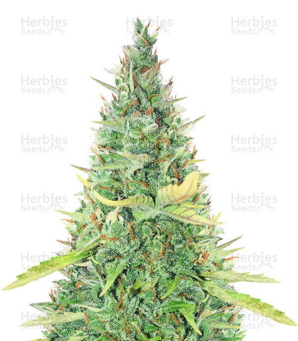 Critical XXL Auto cannabis seeds by Herbies Seeds