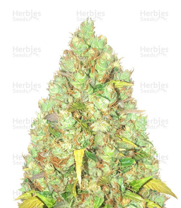 Critical XXL cannabis seeds by Herbies Seeds