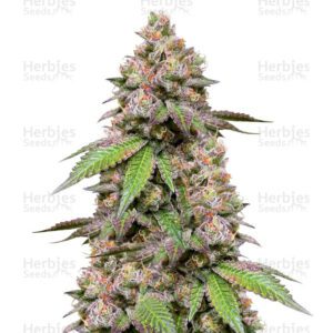 DDoS #33 cannabis seeds by Herbies Seeds