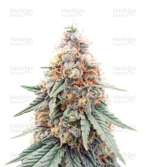 Northern Lights cannabis seeds by Herbies Seeds