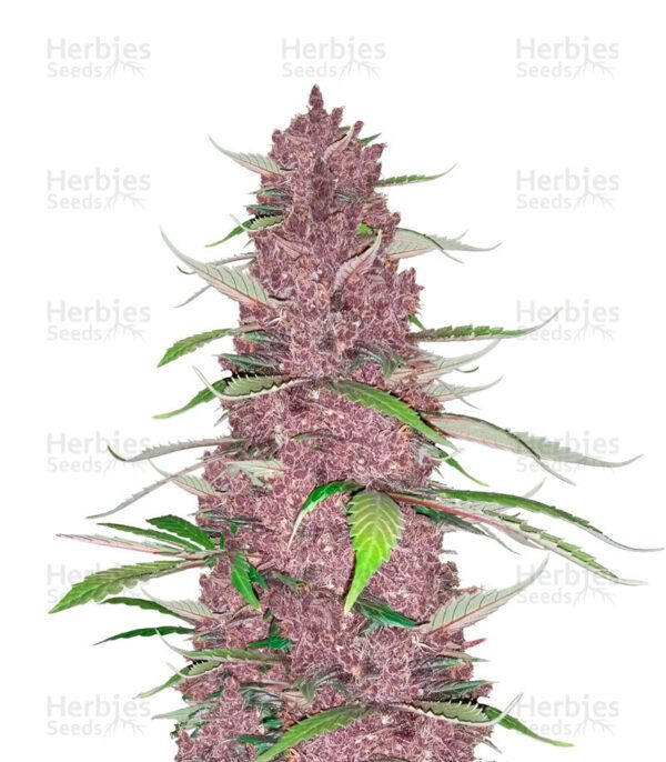 Purple Juice Auto cannabis seeds by Herbies Seeds