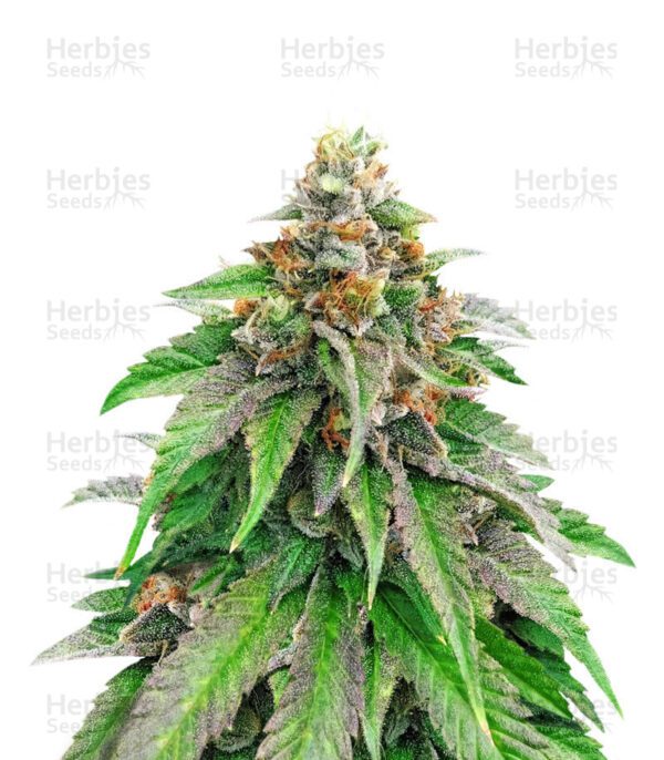 Strawberry Amnesia cannabis seeds by Herbies Seeds