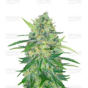 Za-Za OG cannabis seeds by Herbies Seeds