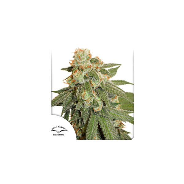 Auto Orange Bud cannabis seeds by Dutch Passion