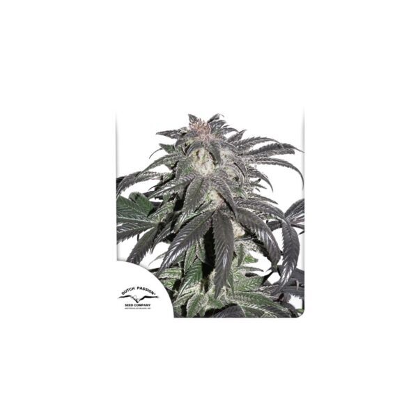 Bubba Island Kush cannabis seeds by Dutch Passion