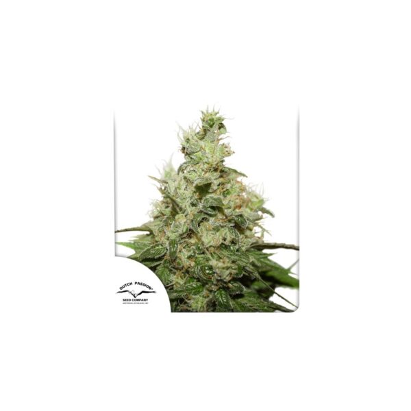 CBD Kush cannabis seeds by Dutch Passion