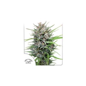 Passion #1 cannabis seeds by Dutch Passion