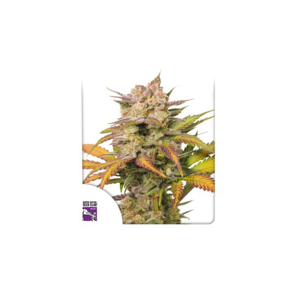 Auto Sweet Bourbon Kush cannabis seeds by Super Sativa Seed Club