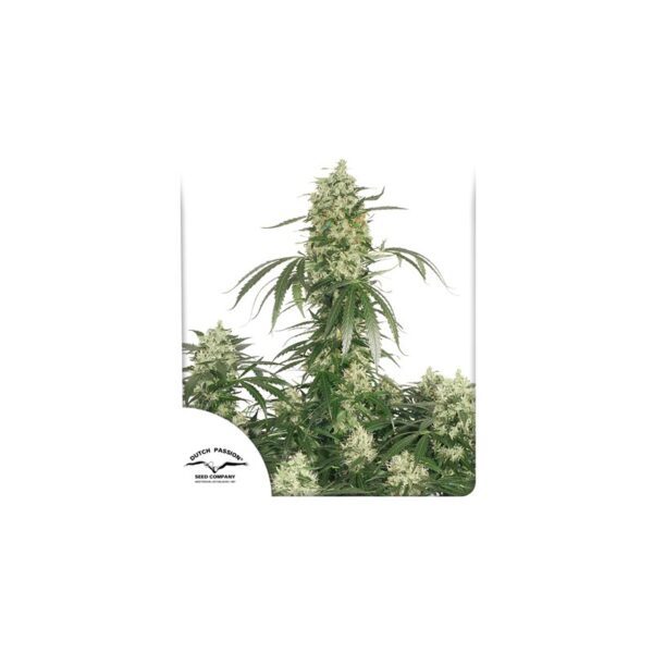 The Ultimate cannabis seeds by Dutch Passion