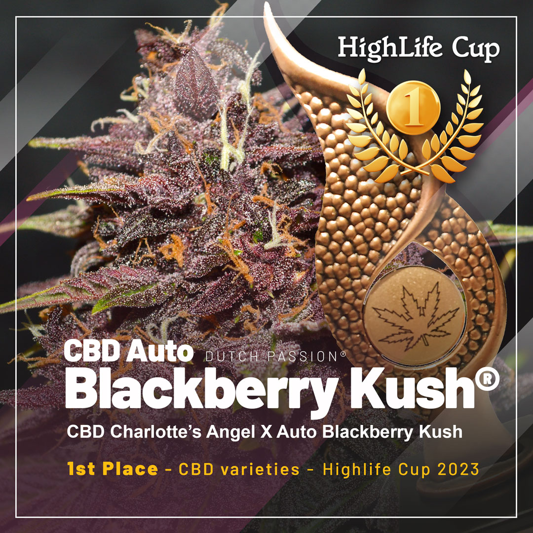 CBD Auto Blackberry Kush - 1st Place in the CBD Category 