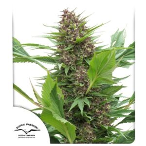 Frisian Duck cannabis seeds by Dutch Passion