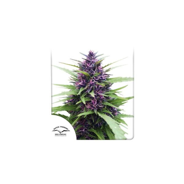 Shaman cannabis seeds by Dutch Passion