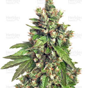 Buddha Medikit CBD is the perfect marijuana strain to treat depression and bodily ailments, thanks to its 1% THC and 20% CBD content. This truly medicinal strain will provide fruitful aromas reminiscent of citric fruits and sweet mangoes.