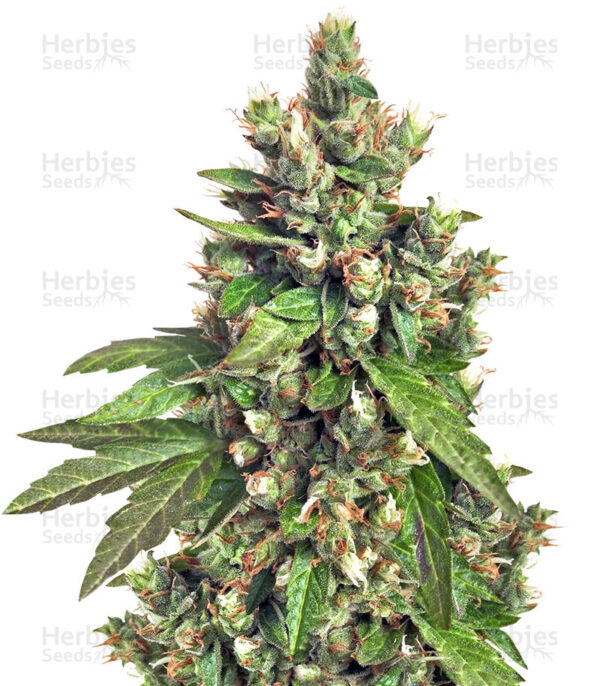 Buddha Medikit CBD is the perfect marijuana strain to treat depression and bodily ailments, thanks to its 1% THC and 20% CBD content. This truly medicinal strain will provide fruitful aromas reminiscent of citric fruits and sweet mangoes.