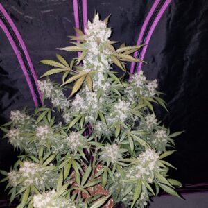 Girl Scout Cookies Auto cannabis seeds by Fast Buds