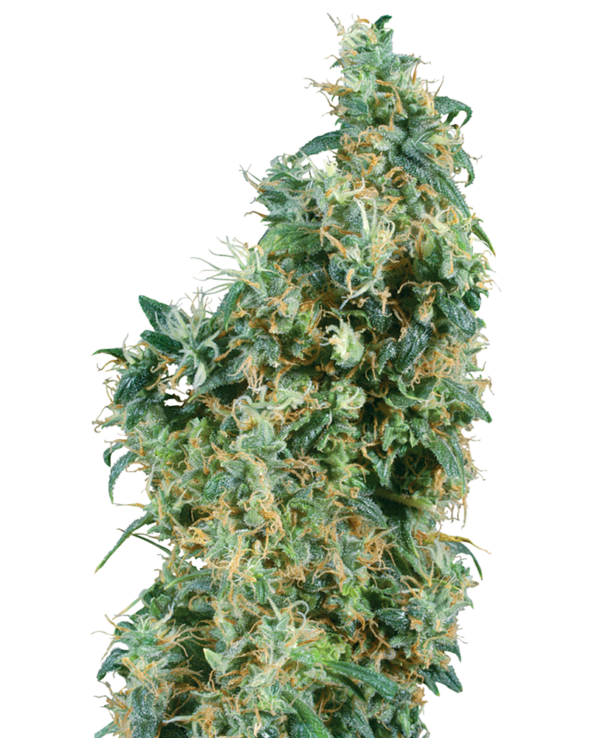 First Lady Regular is 95% indica and 5% sativa.It has a very short flowering period and produces generous yields. First Lady Regular is a compact strain when grown inside, but can reach as high as 300 cm when cultivated outdoors. The plants have a spicy, hashish aroma and taste, and lots of sticky resin. Its high is very indica – deep, intense and relaxing.