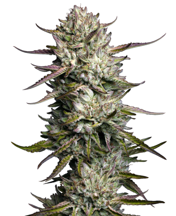 Purple Berry Muffinz Feminized seeds germinate into a compact plant with multi-coloured flowers. Ideal for growing indoors due to its low height, this strain also grows well outdoors in temperate / Continental climates. Large yields of dense buds await the successful grower. A true 50/50 hybrid, Purple Berry Muffinz Feminized bud contains desired effects from both ends of the spectrum.