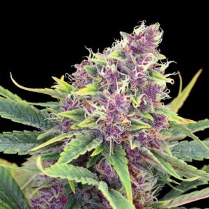 Purple Kush cannabis seeds by Kannabia Seeds